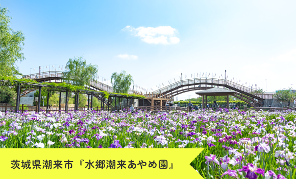 潮来市 水郷あやめ園