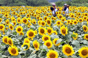 成田夢幻牧場 (成田市)